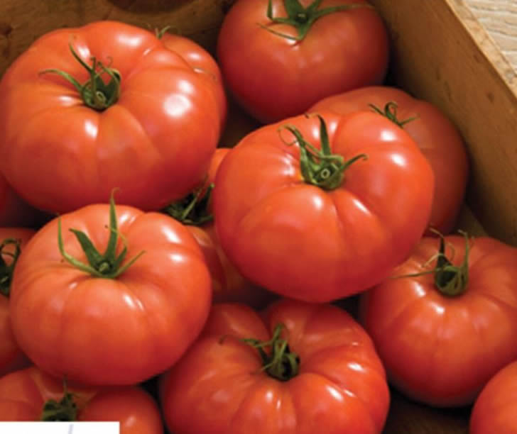 Rebelski/Shin Cheong Gang Grafted – Organic Tomato Seed